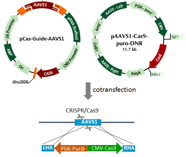 CRISPR aavs Cas9 Diagram